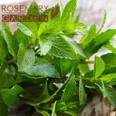 Organic Spearmint Hydrosol